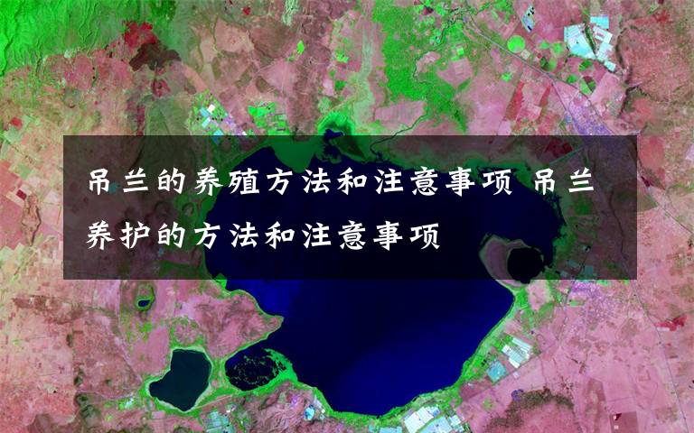 吊兰的养殖方法和注意事项 吊兰养护的方法和注意事项