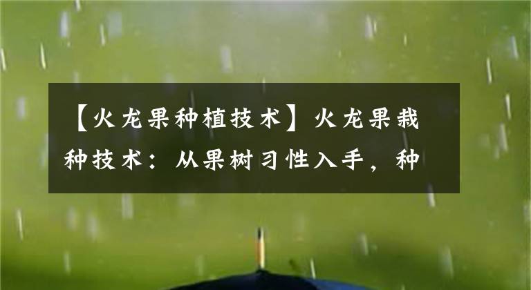 【火龙果种植技术】火龙果栽种技术:从果树习性入手,种植零失败