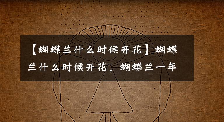 【蝴蝶兰什么时候开花】蝴蝶兰什么时候开花,蝴蝶兰一年开几次花