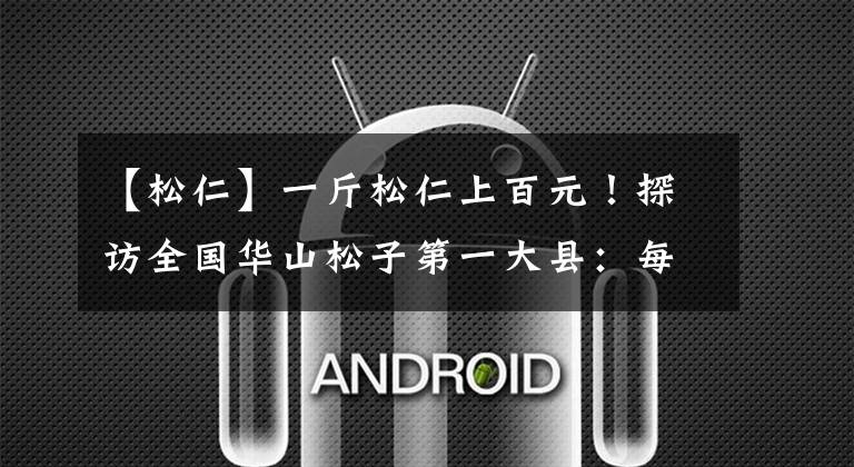 【松仁】一斤松仁上百元!探访全国华山松子第一大县:每吨松仁卖十几万元,东北收购商忙抢货