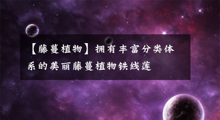 【藤蔓植物】拥有丰富分类体系的美丽藤蔓植物铁线莲