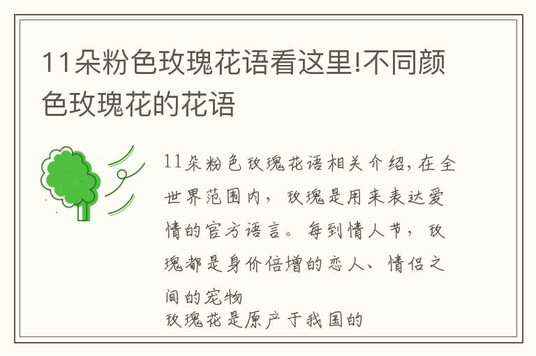 11朵粉色玫瑰花语看这里!不同颜色玫瑰花的花语