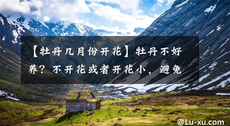 【牡丹几月份开花】牡丹不好养？不开花或者开花小，避免这3个问题，花大色又艳