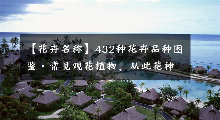 【花卉名称】432种花卉品种图鉴·常见观花植物，从此花神便是你