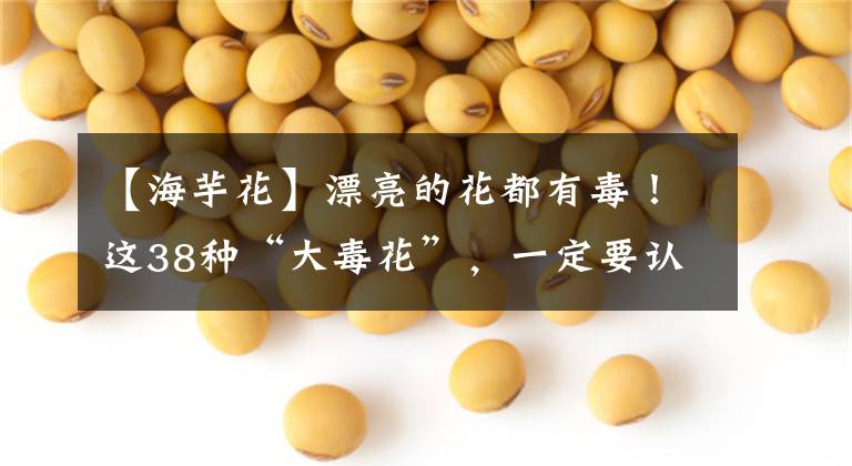 【海芋花】漂亮的花都有毒！这38种“大毒花”，一定要认识，不吃亏