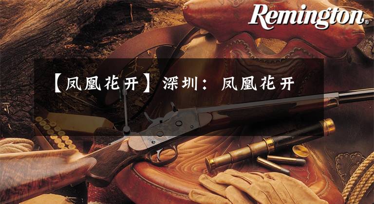 【凤凰花开】深圳：凤凰花开