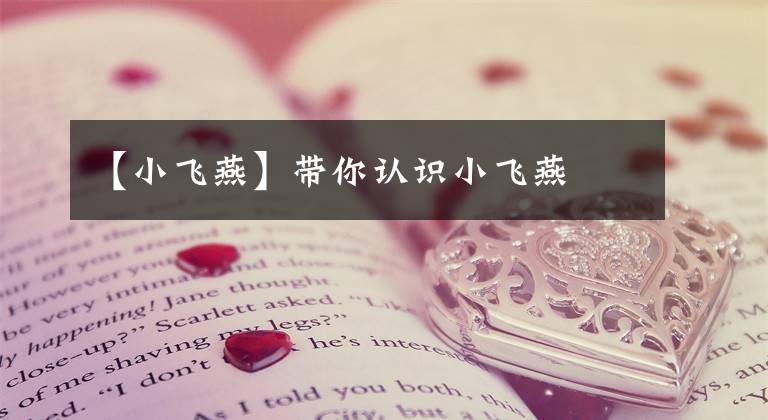 【小飞燕】带你认识小飞燕
