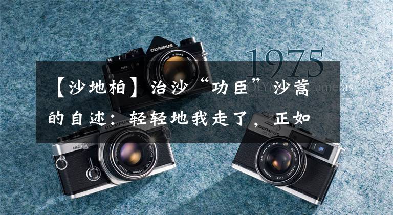 【沙地柏】治沙“功臣”沙蒿的自述:轻轻地我走了,正如我轻轻地来