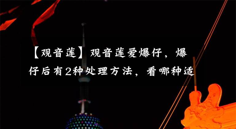 【观音莲】观音莲爱爆仔,爆仔后有2种处理方法,看哪种适合你?