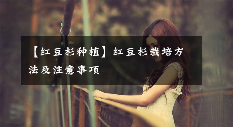 【红豆杉种植】红豆杉栽培方法及注意事项