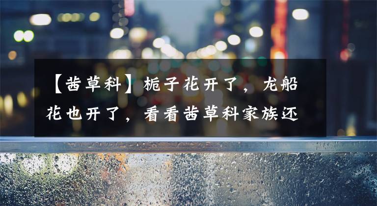 【茜草科】栀子花开了，龙船花也开了，看看茜草科家族还有哪些兄弟妹妹？