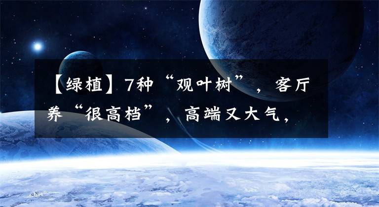 【绿植】7种“观叶树”,客厅养“很高档”,高端又大气,吸光了废气