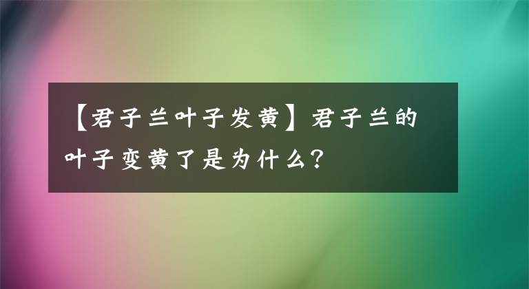 【君子兰叶子发黄】君子兰的叶子变黄了是为什么?