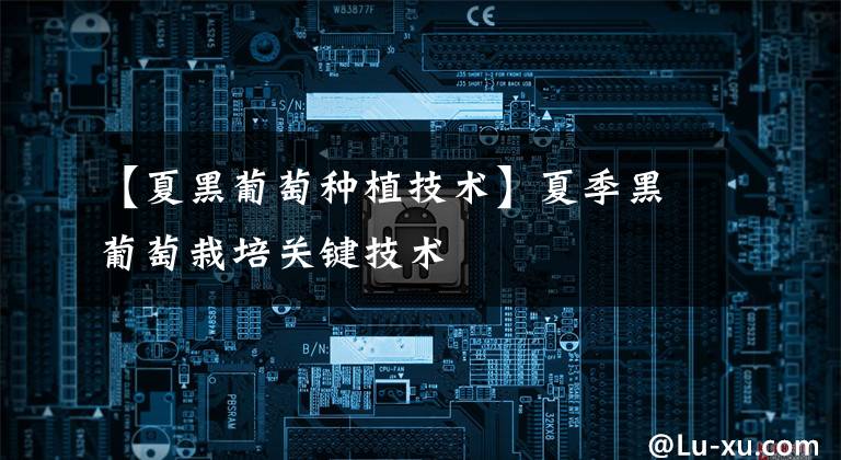 【夏黑葡萄种植技术】夏季黑葡萄栽培关键技术