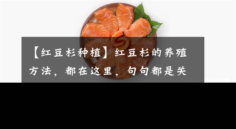 【红豆杉种植】红豆杉的养殖方法,都在这里,句句都是关键点