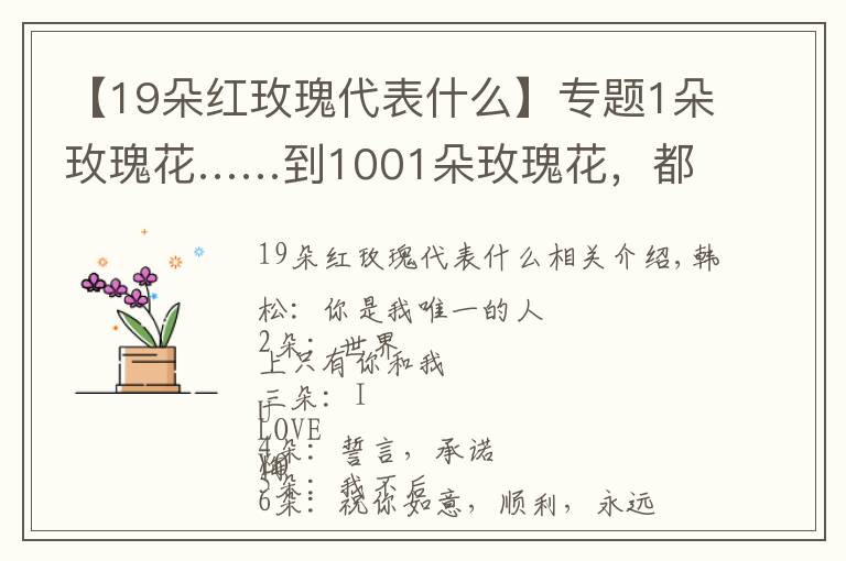 【19朵红玫瑰代表什么】专题1朵玫瑰花……到1001朵玫瑰花,都代表什么,你知道吗?