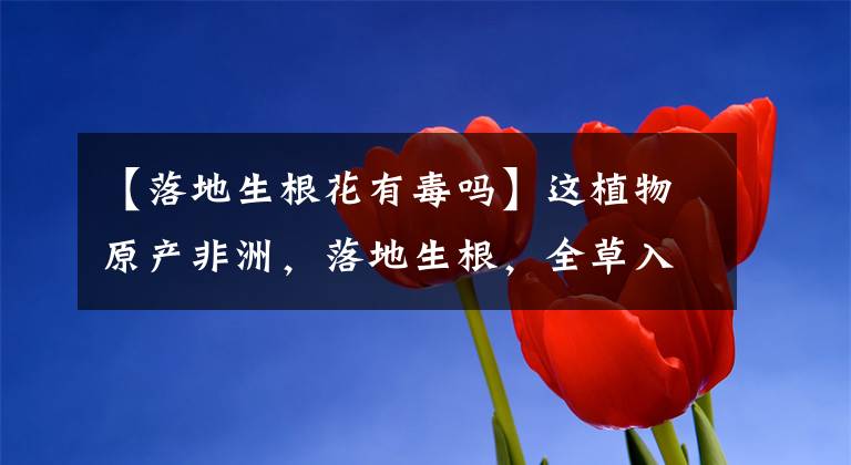 【落地生根花有毒吗】这植物原产非洲，落地生根，全草入药，解毒消肿，你认识吗？