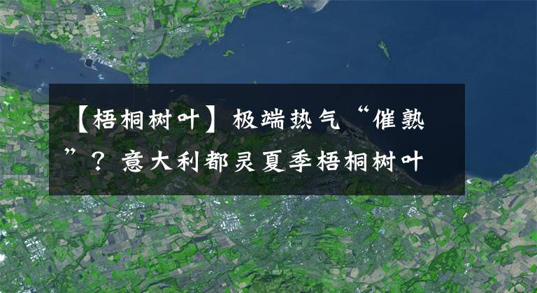 【梧桐树叶】极端热气“催熟”?意大利都灵夏季梧桐树叶凋零
