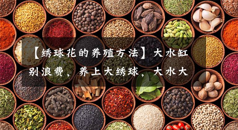 【绣球花的养殖方法】大水缸别浪费,养上大绣球,大水大肥别缺了,3年长成巨无霸