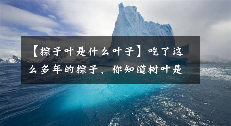 【粽子叶是什么叶子】吃了这么多年的粽子,你知道树叶是什么样的叶子吗?竹叶树是什么样子的?