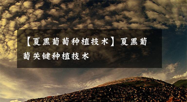 【夏黑葡萄种植技术】夏黑葡萄关键种植技术