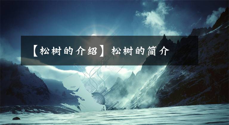 【松树的介绍】松树的简介