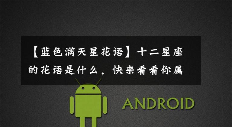 【蓝色满天星花语】十二星座的花语是什么，快来看看你属于什么花？