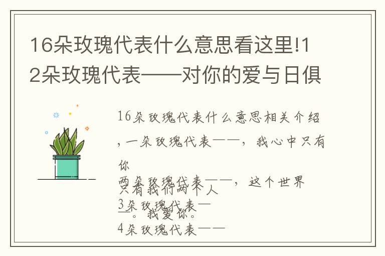 16朵玫瑰代表什么意思看这里!12朵玫瑰代表——对你的爱与日俱增!