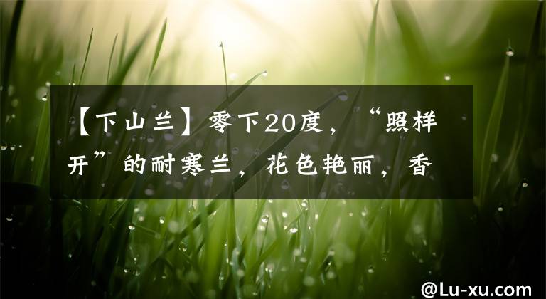 【下山兰】零下20度,“照样开”的耐寒兰,花色艳丽,香气浓郁,真漂亮