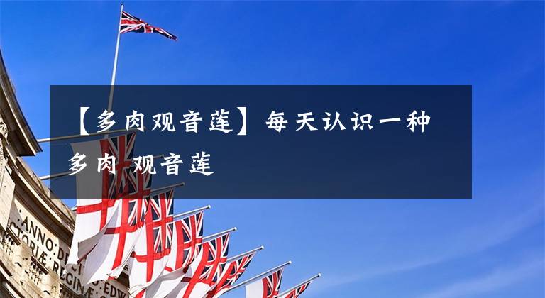 【多肉观音莲】每天认识一种多肉 观音莲