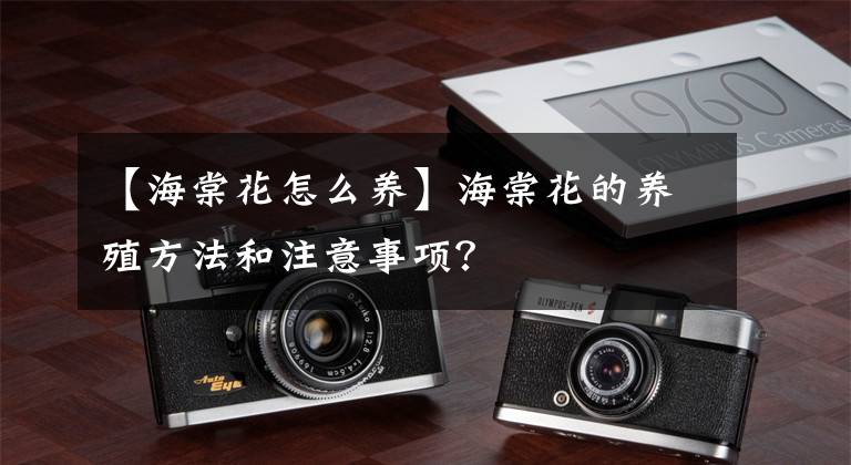 【海棠花怎么养】海棠花的养殖方法和注意事项？