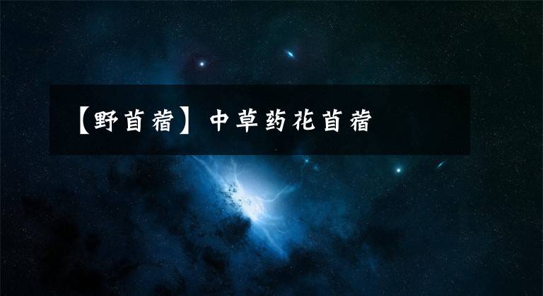 【野苜蓿】中草药花苜蓿