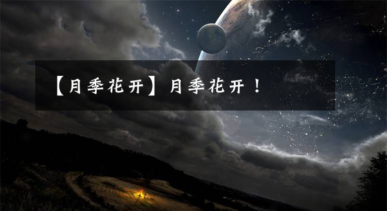 【月季花开】月季花开!