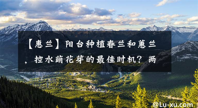 【惠兰】阳台种植春兰和蕙兰,控水萌花芽的最佳时机?两个条件可参考
