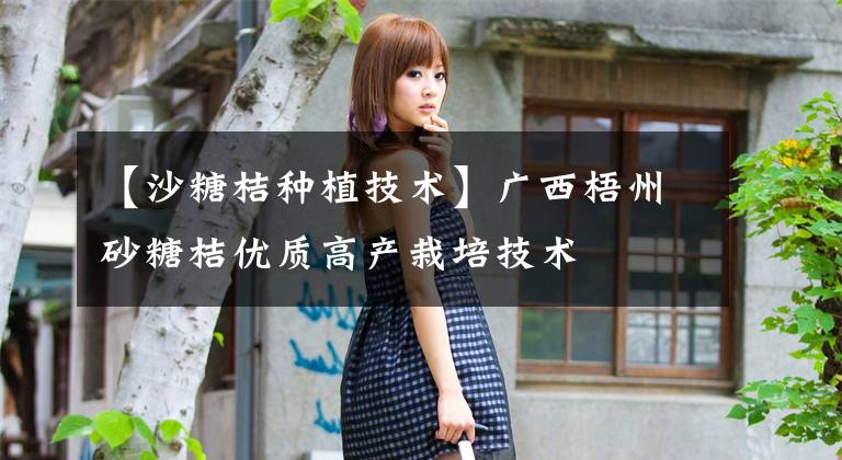 【沙糖桔种植技术】广西梧州砂糖桔优质高产栽培技术