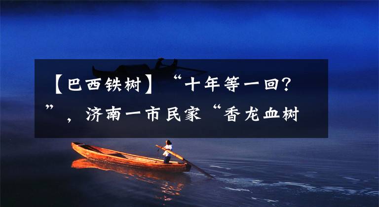 【巴西铁树】“十年等一回?”,济南一市民家“香龙血树”开花