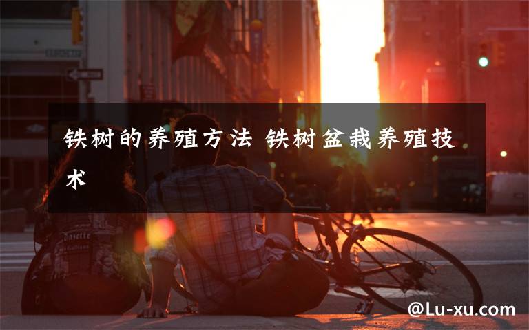 铁树的养殖方法 铁树盆栽养殖技术