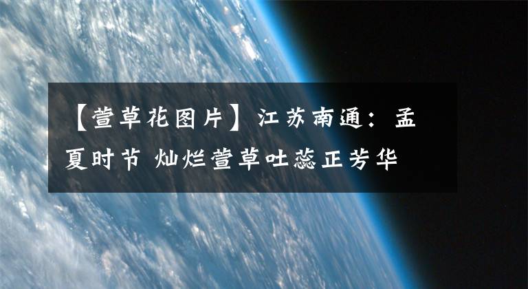 【萱草花图片】江苏南通:孟夏时节 灿烂萱草吐蕊正芳华