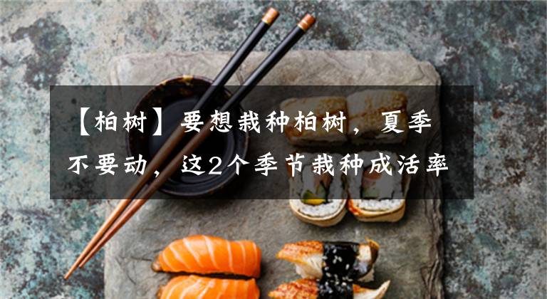 【柏树】要想栽种柏树，夏季不要动，这2个季节栽种成活率才高