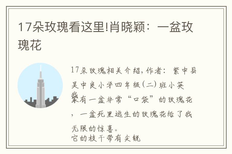 17朵玫瑰看这里!肖晓颖:一盆玫瑰花