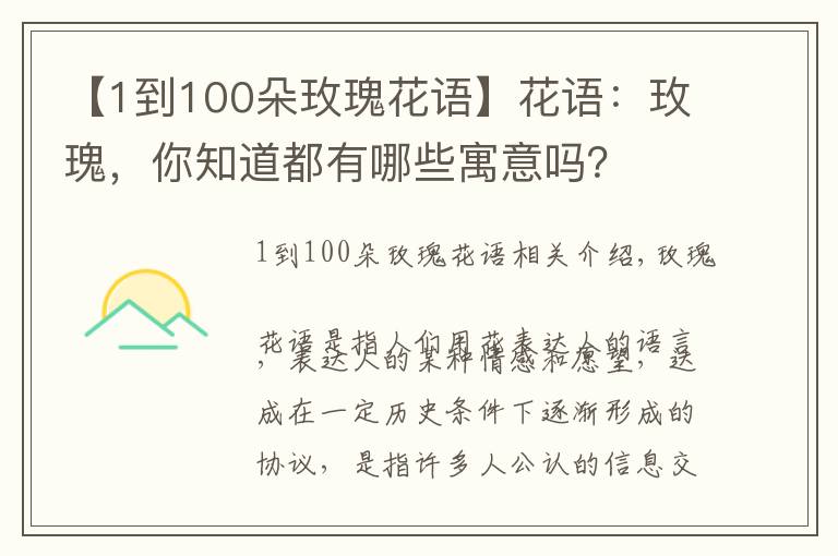 【1到100朵玫瑰花语】花语:玫瑰,你知道都有哪些寓意吗?