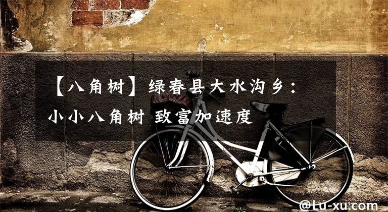 【八角树】绿春县大水沟乡:小小八角树 致富加速度