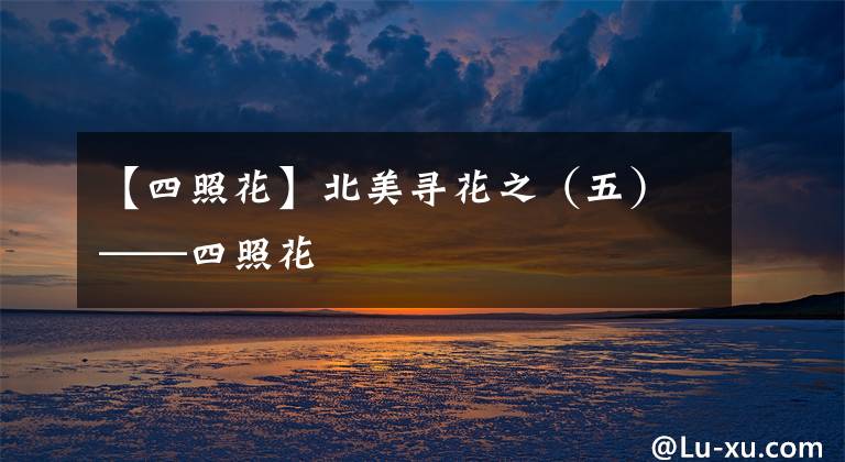【四照花】北美寻花之(五)——四照花