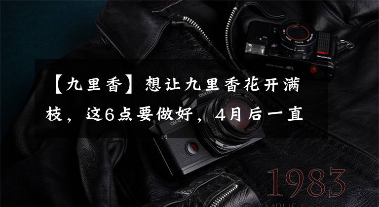 【九里香】想让九里香花开满枝,这6点要做好,4月后一直开花