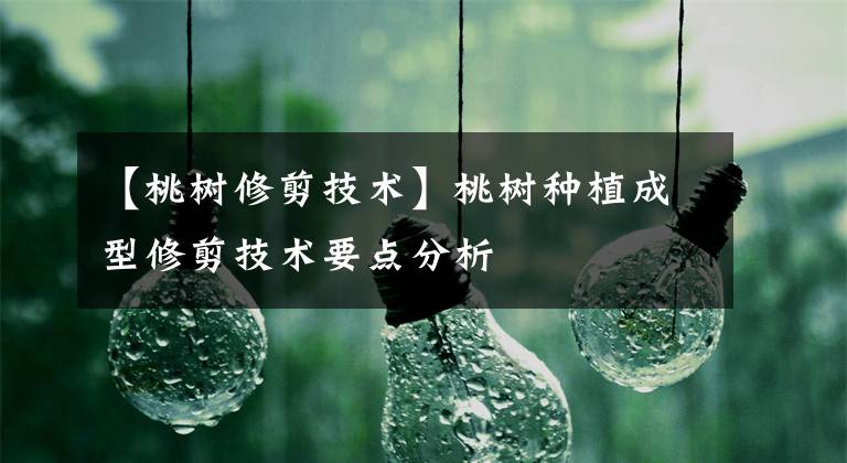 【桃树修剪技术】桃树种植成型修剪技术要点分析