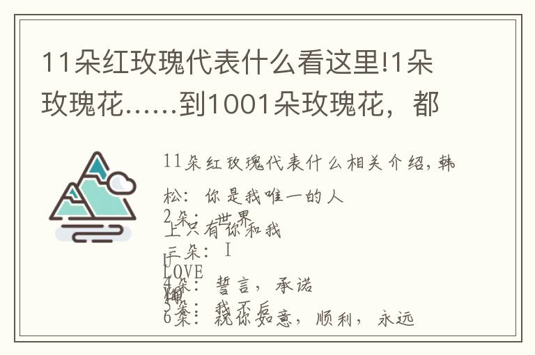 11朵红玫瑰代表什么看这里!1朵玫瑰花……到1001朵玫瑰花,都代表什么,你知道吗?