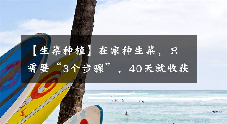 【生菜种植】在家种生菜，只需要“3个步骤”，40天就收获，新鲜好吃不断