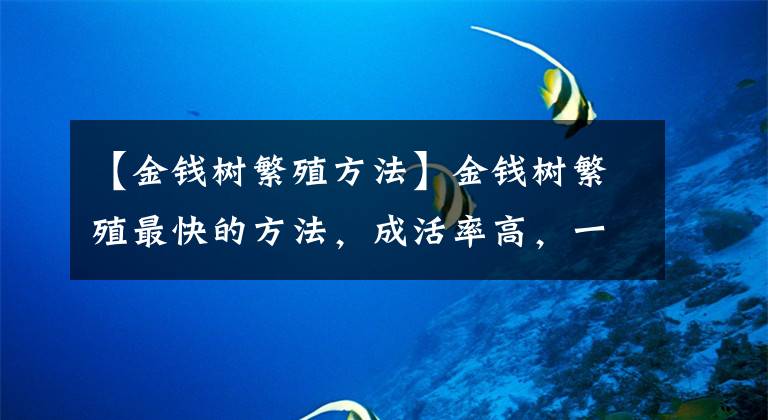 【金钱树繁殖方法】金钱树繁殖最快的方法,成活率高,一盆变多盆,太省钱