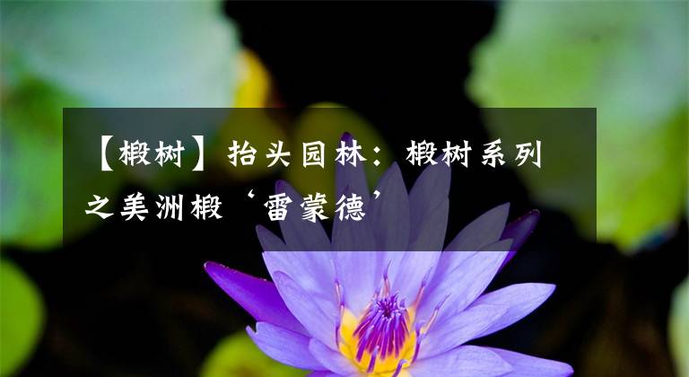 【椴树】抬头园林：椴树系列之美洲椴‘雷蒙德’