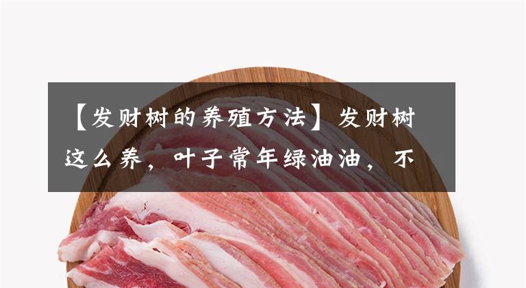 【发财树的养殖方法】发财树这么养,叶子常年绿油油,不用担心发黄